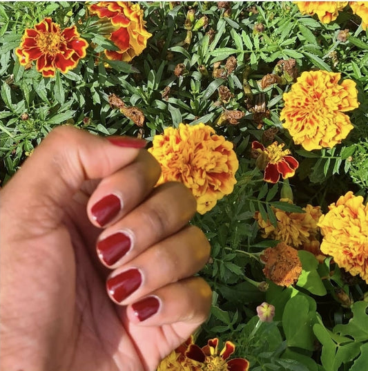 swatch for dark cherry red nail polish in summer, around yellow/red flowers in bloom